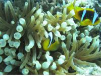 Clown anemonefish Amphiprion ocellaris 4